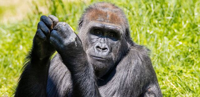 Philadelphia Zoo Welcomes Patty the Gorilla 
