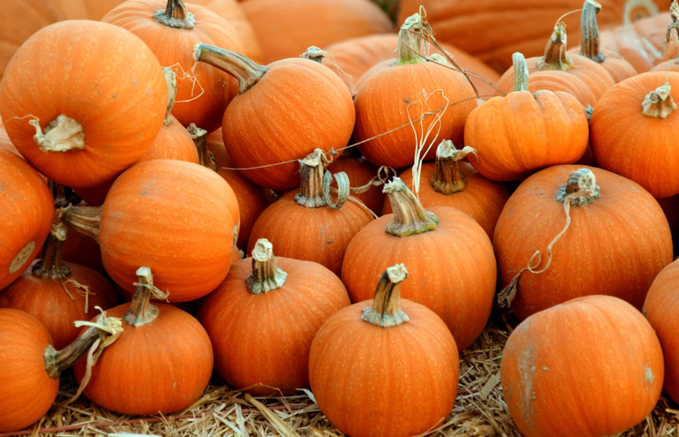 Best Pumpkin Patches to Visit in Pennsylvania This Fall